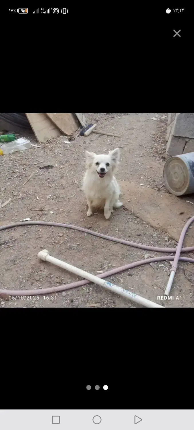 پامر روباهی 8ماهه ماده می باشد فوری|سگ|نجف‌آباد, حومه نجف آباد|دیوار