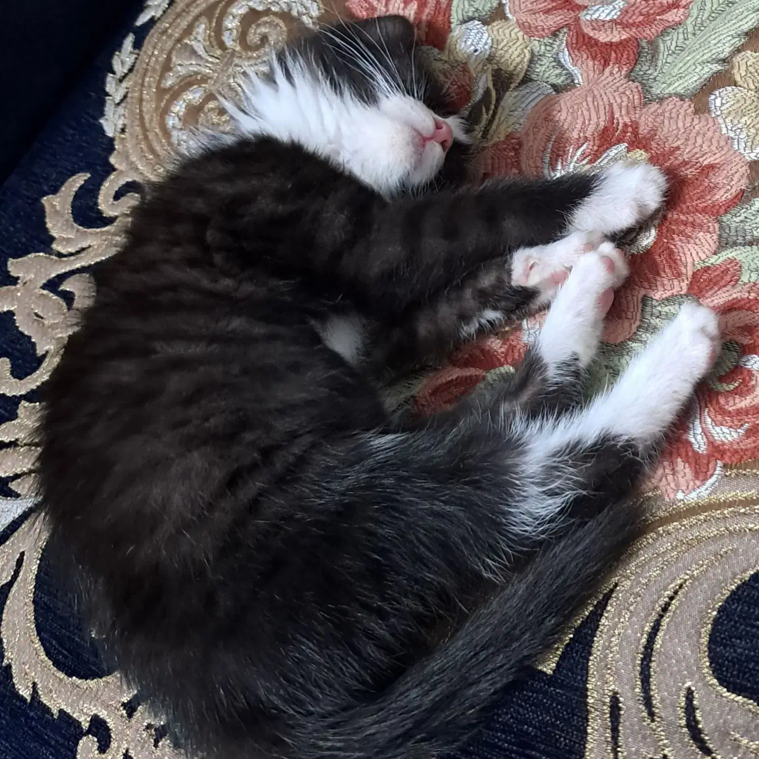 گربه|گربه|مشهد, طبرسی شمالی|دیوار