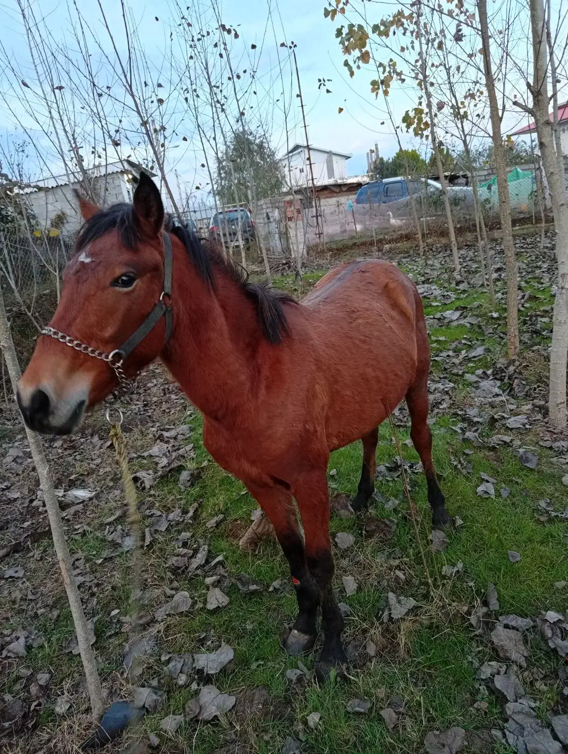 اسب|اسب و تجهیزات اسب‌سواری|لیسار, |دیوار