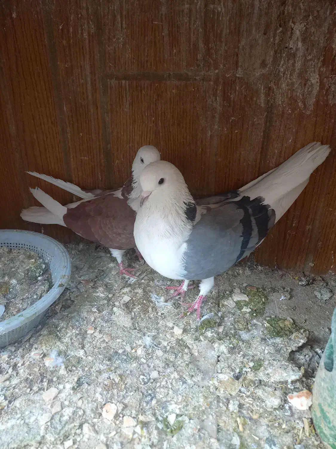 کبوتر پرشی|پرنده|ابریشم, |دیوار