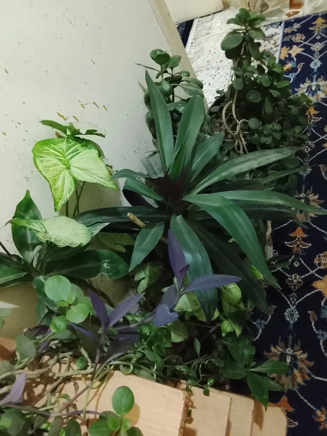 گل اپارتمانی|گل و گیاه طبیعی|کرمانشاه, |دیوار