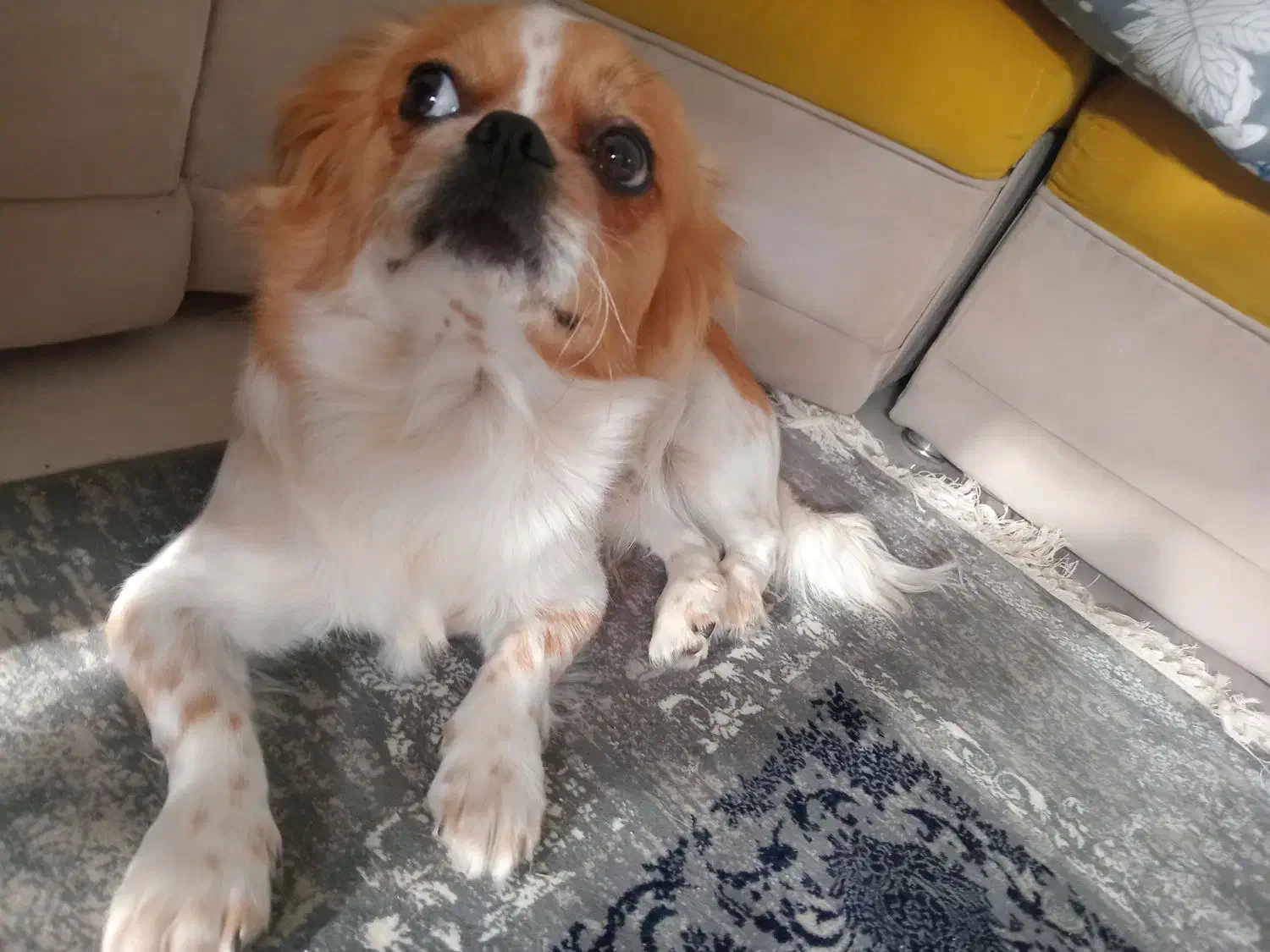 شیتزو سوپر فلت|سگ|شیراز, کیان آباد|دیوار