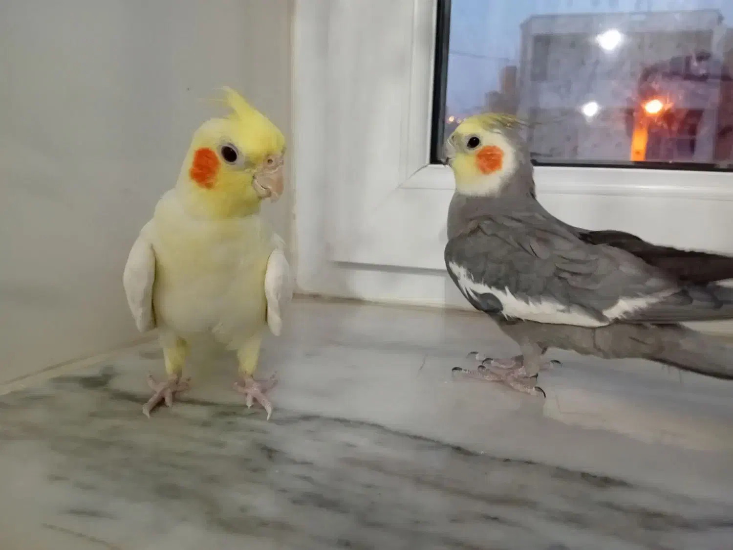 دو عدد اروس هلندی|پرنده|دهگلان, |دیوار