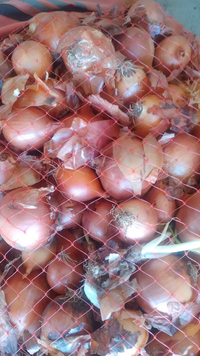 پیاز تازه به قیمت مناسب|خوردنی و آشامیدنی|قشلاق دشت, |دیوار