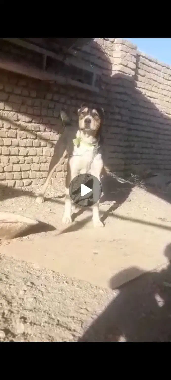 یه دونه سگ عراقی|سگ|کهریزک, |دیوار