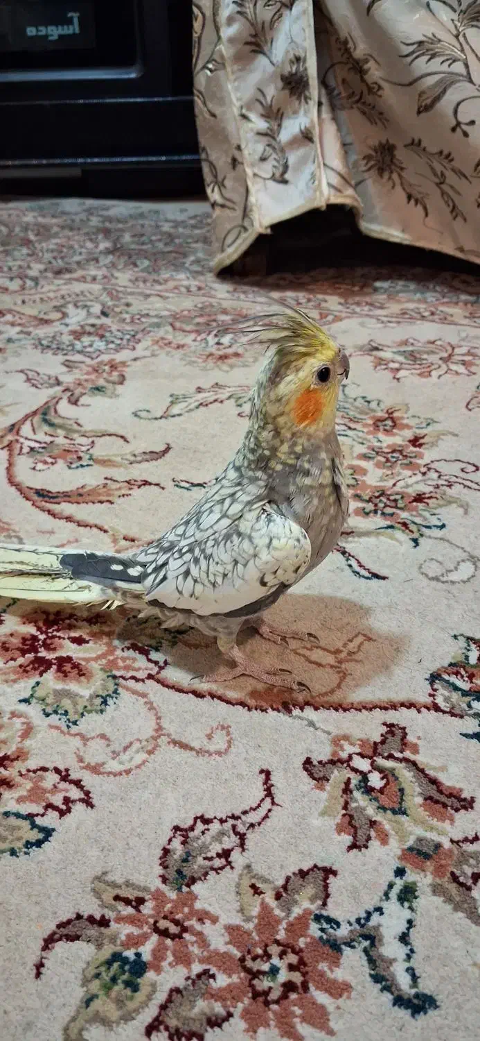 عروس هلندی مرواریدی|پرنده|اصفهان, پوریای ولی|دیوار