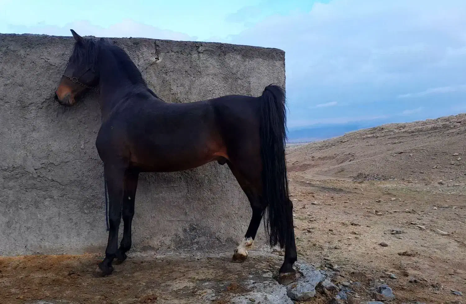 اسب نریان مشکی|اسب و تجهیزات اسبسواری|شیراز, بوتان گاز|دیوار