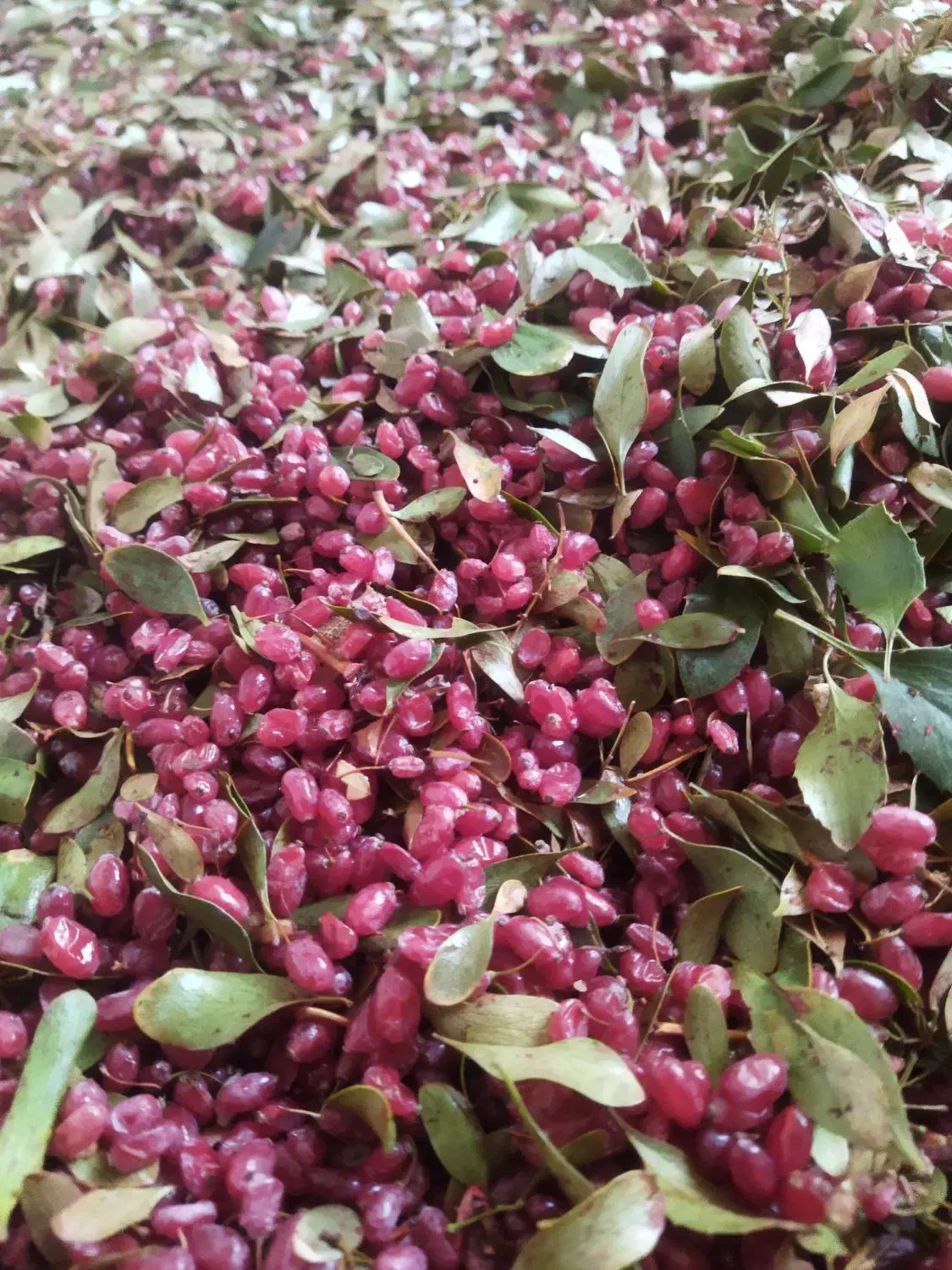 زرشک تازه فروش فوری|خوردنی و آشامیدنی|تربتحیدریه, بی بی حسنیه|دیوار