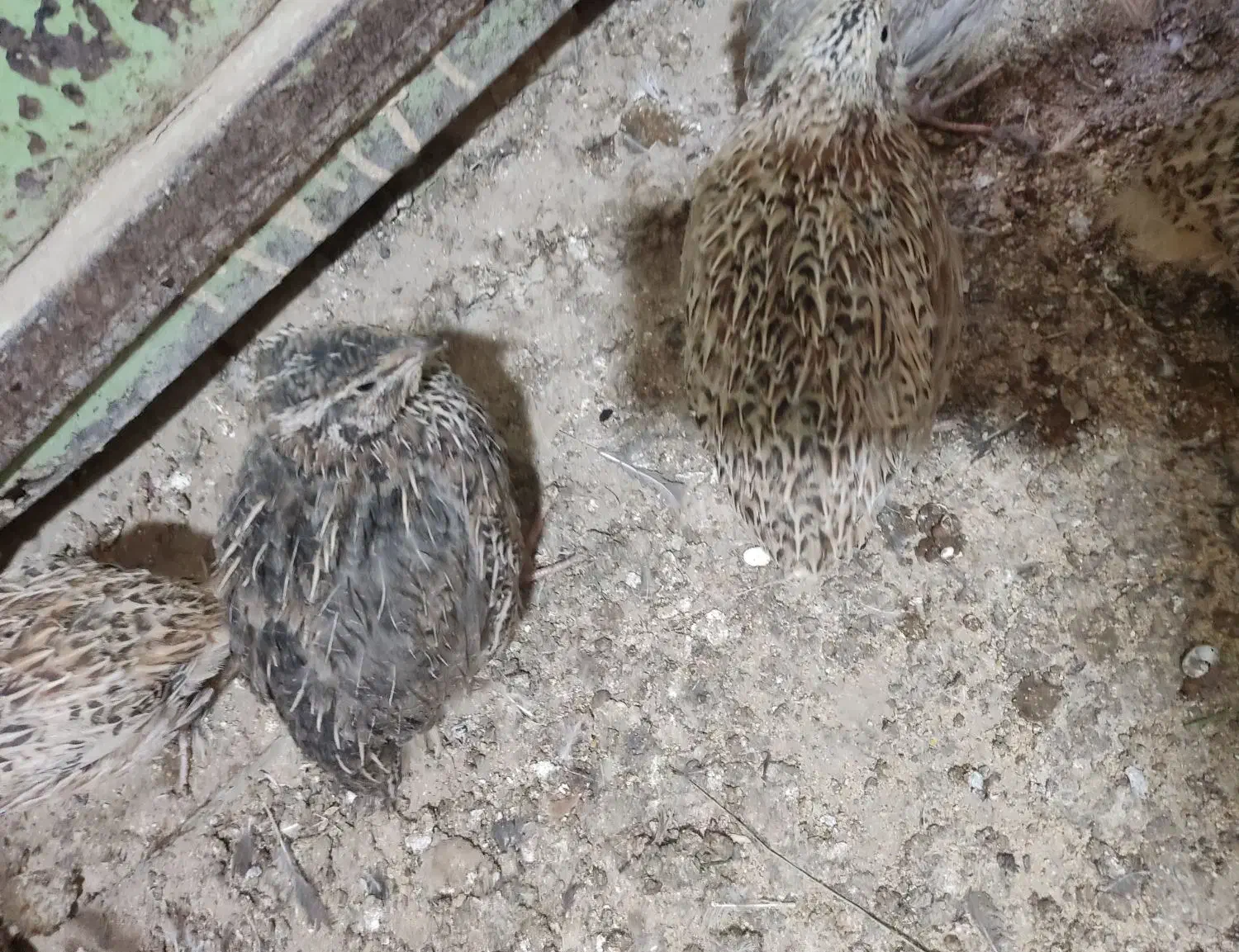 بلدرچین|حیوانات مزرعه|زابل, |دیوار