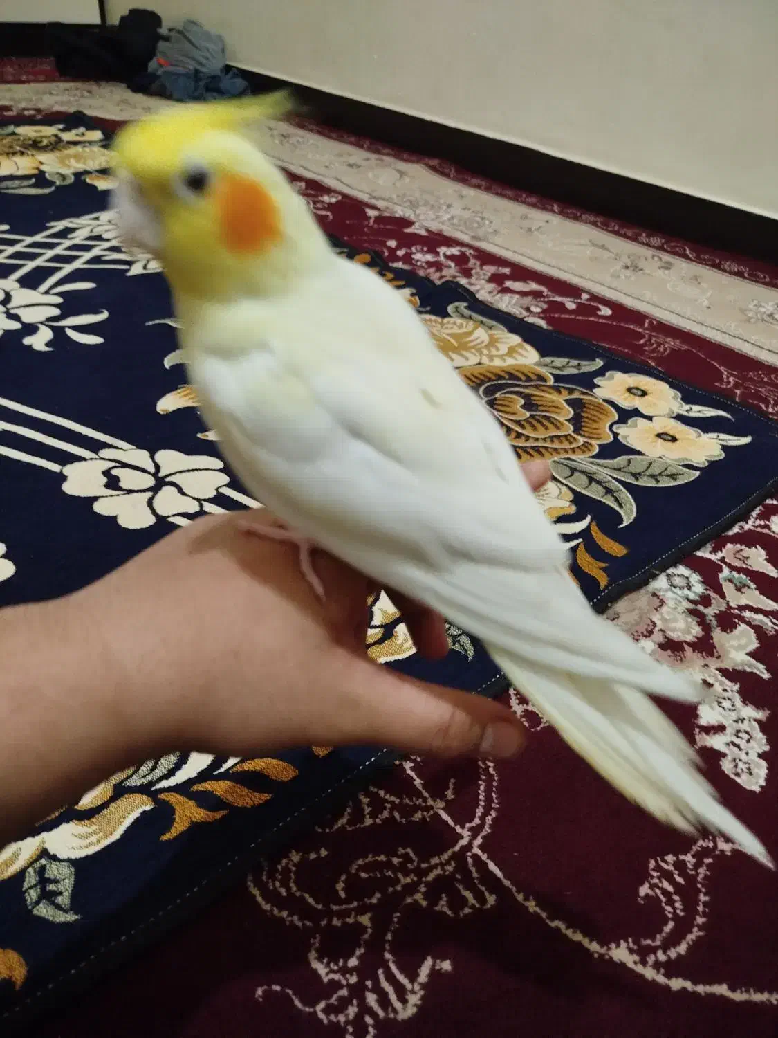 عروس هلندی|پرنده|باوی, |دیوار