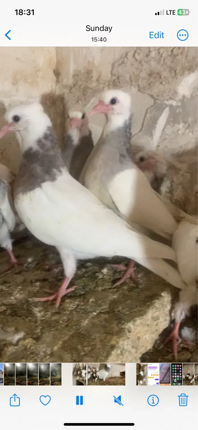 کبوتر|حیوانات|اردبیل, |دیوار