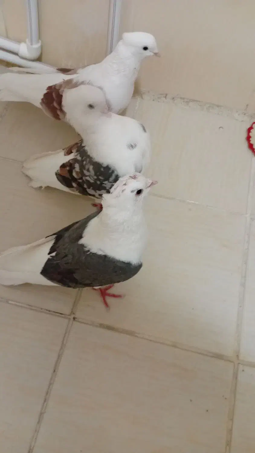 کبوتردوکتی|پرنده|پرند, فاز ۶|دیوار