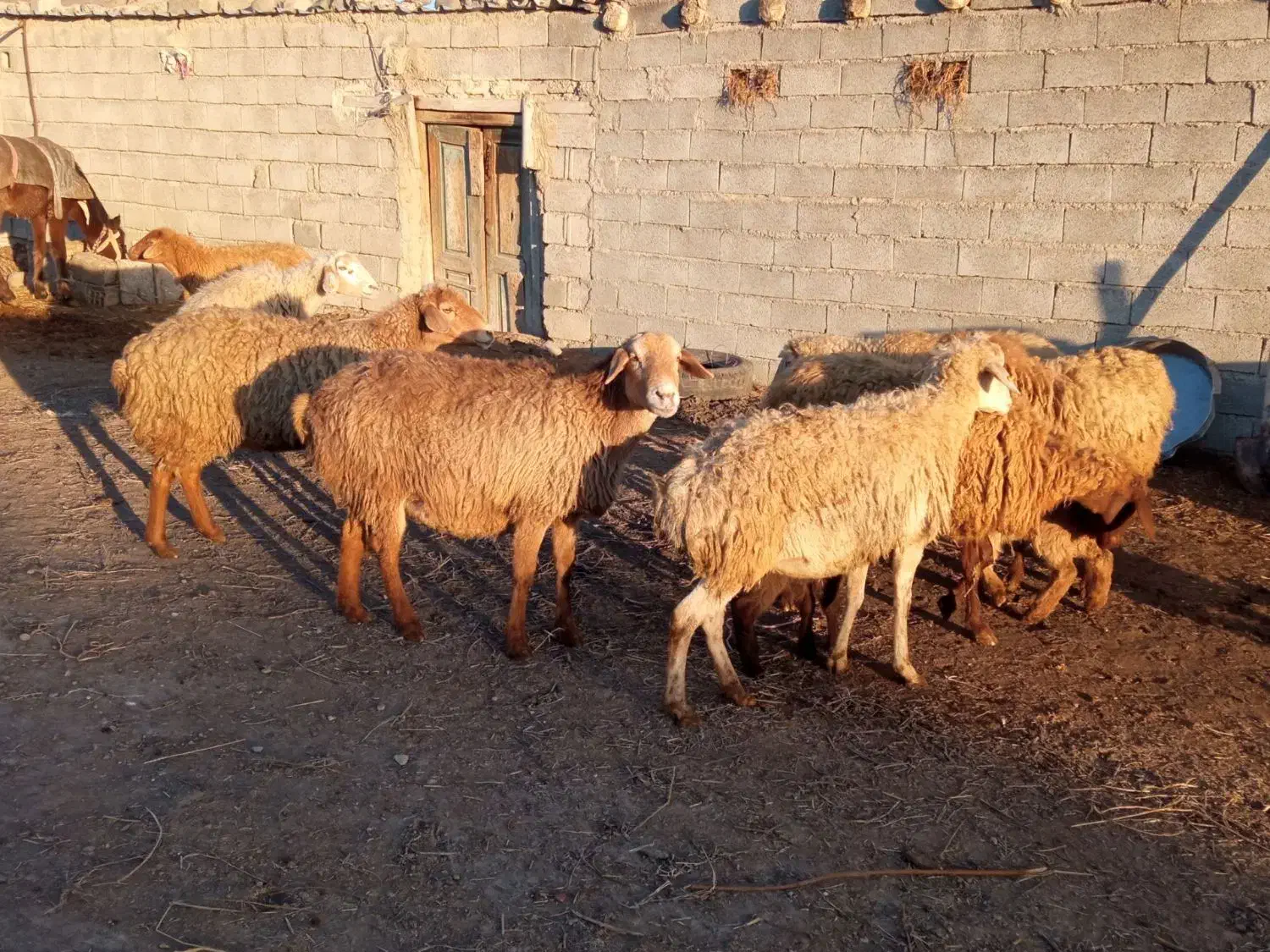 گوسفند|حیوانات مزرعه|بران, |دیوار