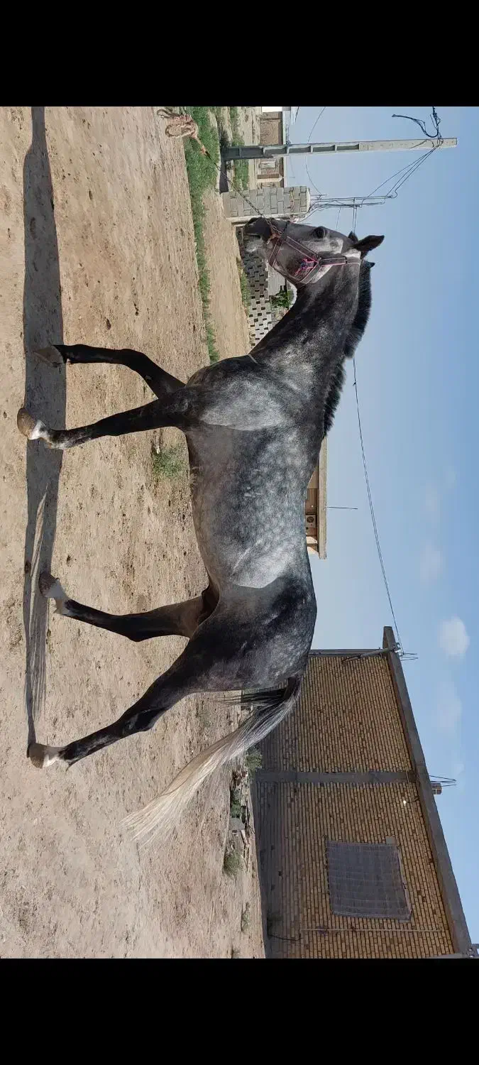 اسب ترکمن نریون|اسب و تجهیزات اسب‌سواری|اسلام‌شهر, شهرک قائمیه|دیوار