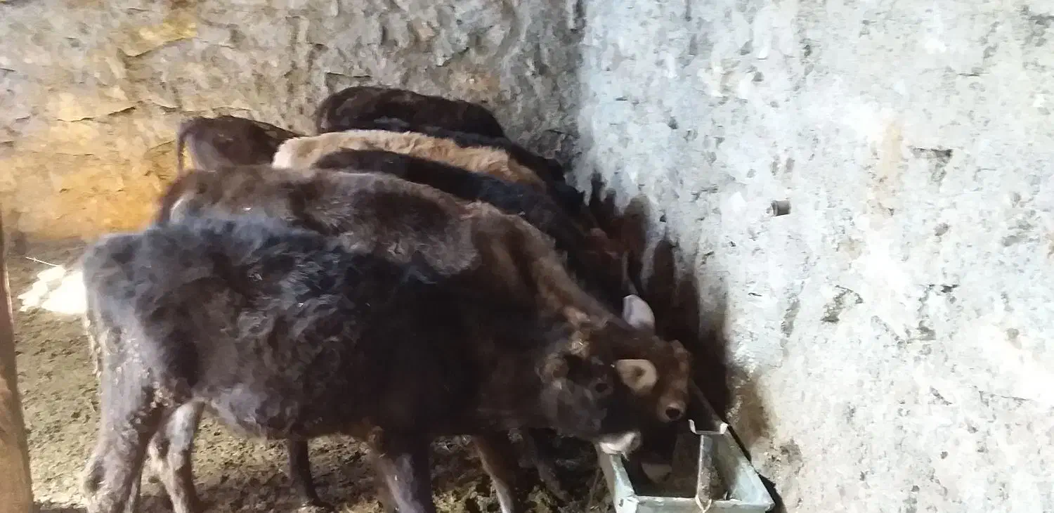 ۱۱عددگوسالهنروماده|حیوانات مزرعه|سروآباد, |دیوار