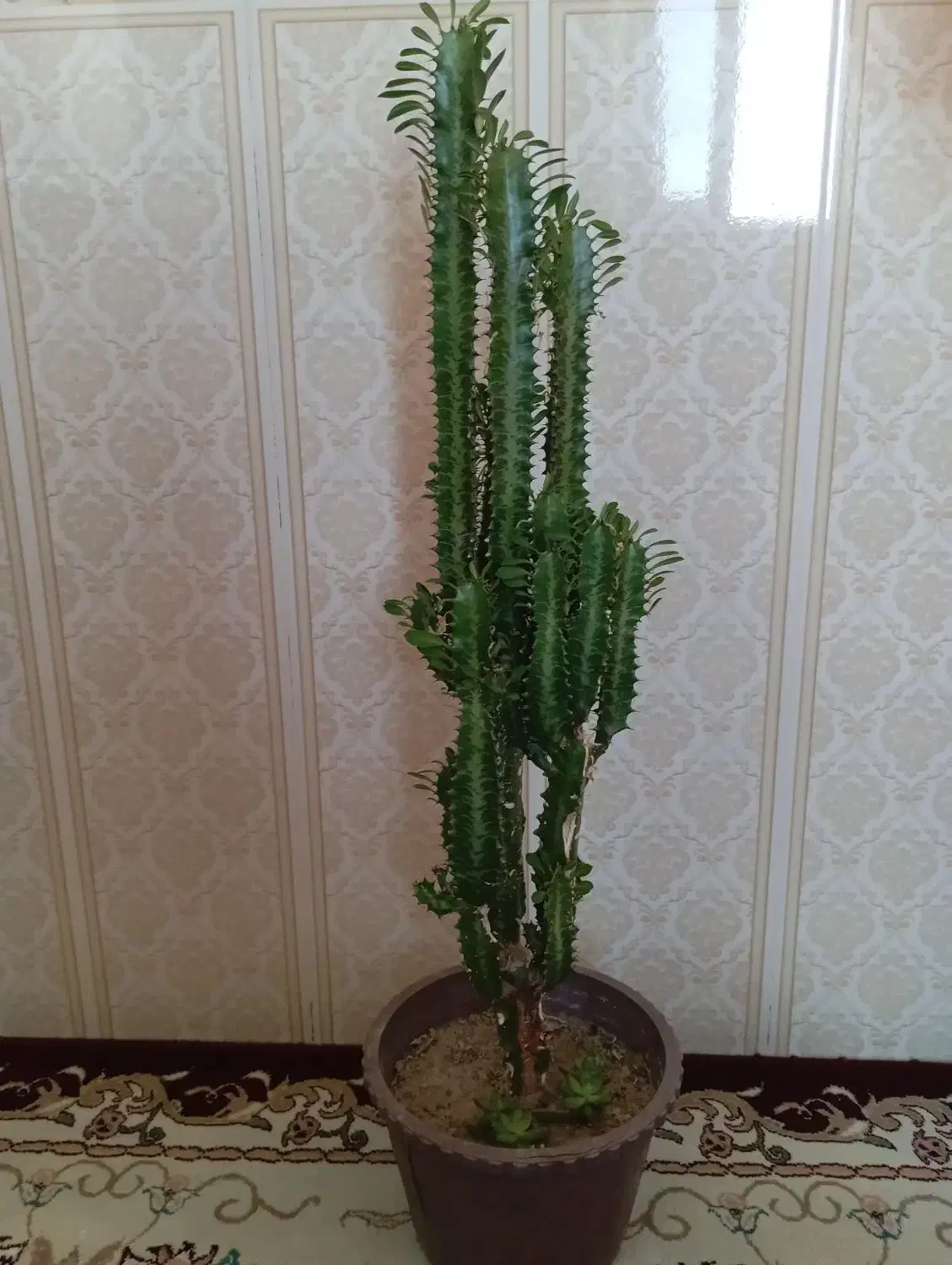 گل طبیعی|گل و گیاه طبیعی|مشگین شهر, |دیوار