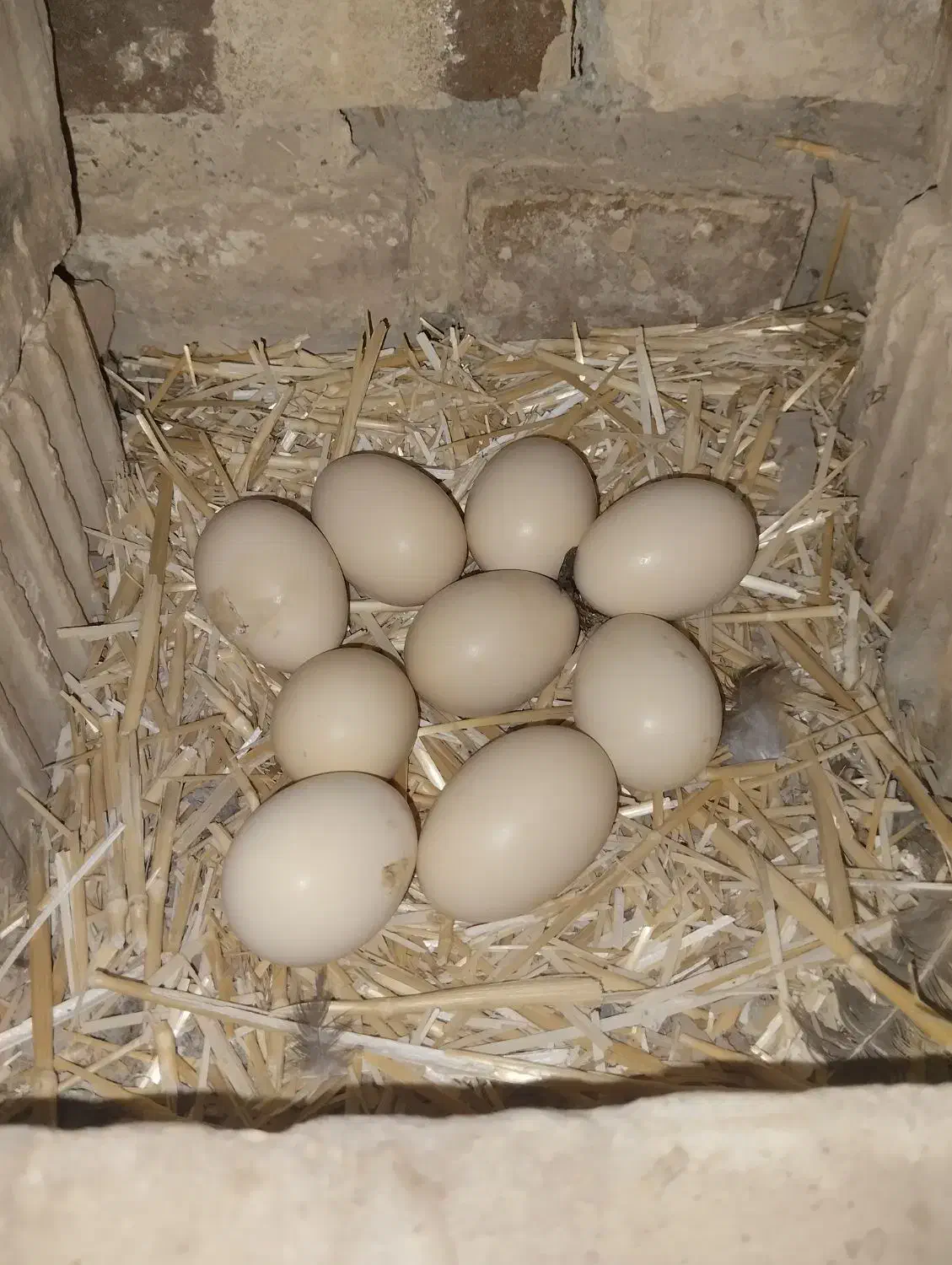 تخم نطفه دار|حیوانات مزرعه|ایرانشهر, |دیوار