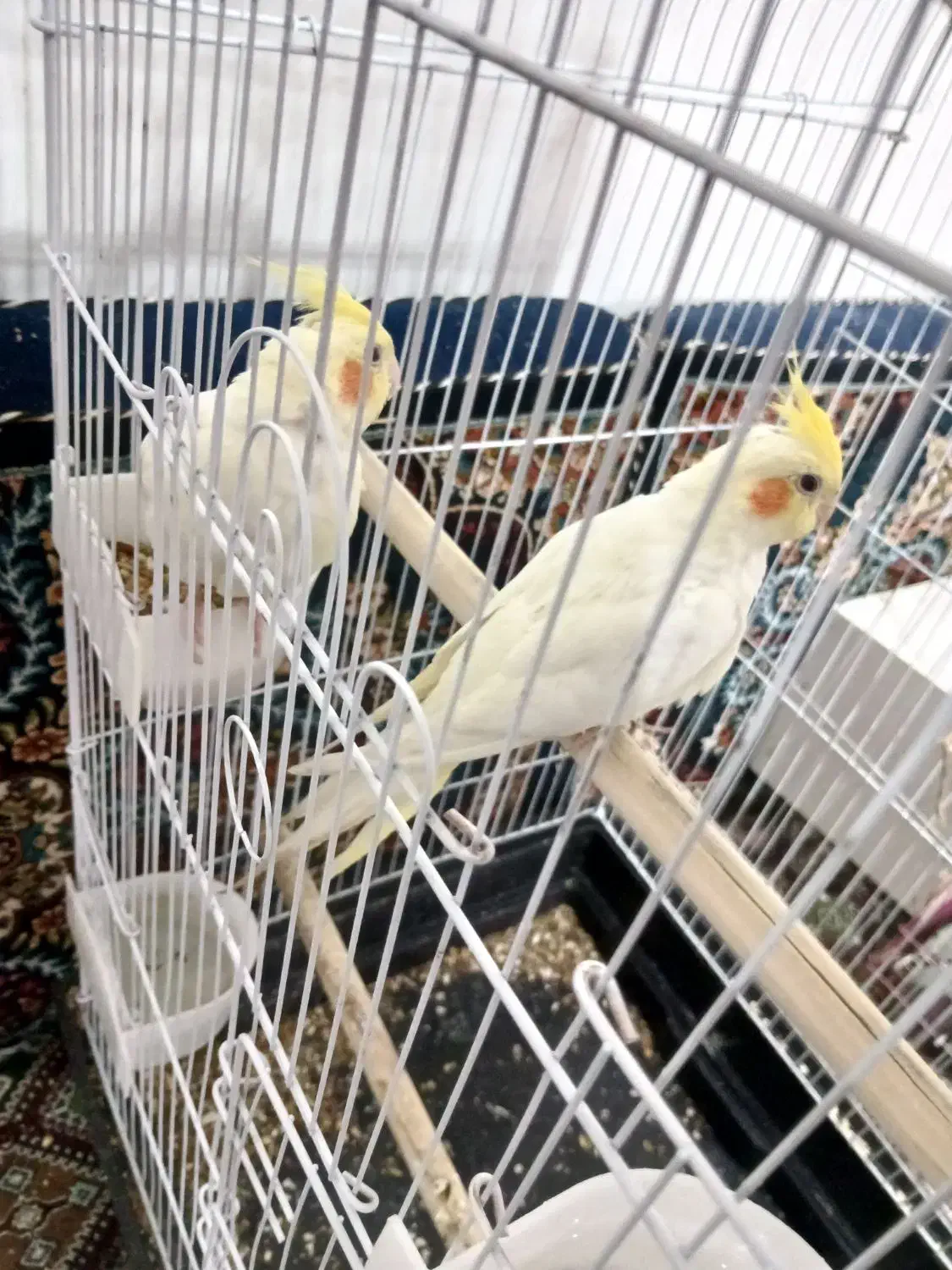 جوجه عروس هلندی|پرنده|قم, شاد قلی|دیوار