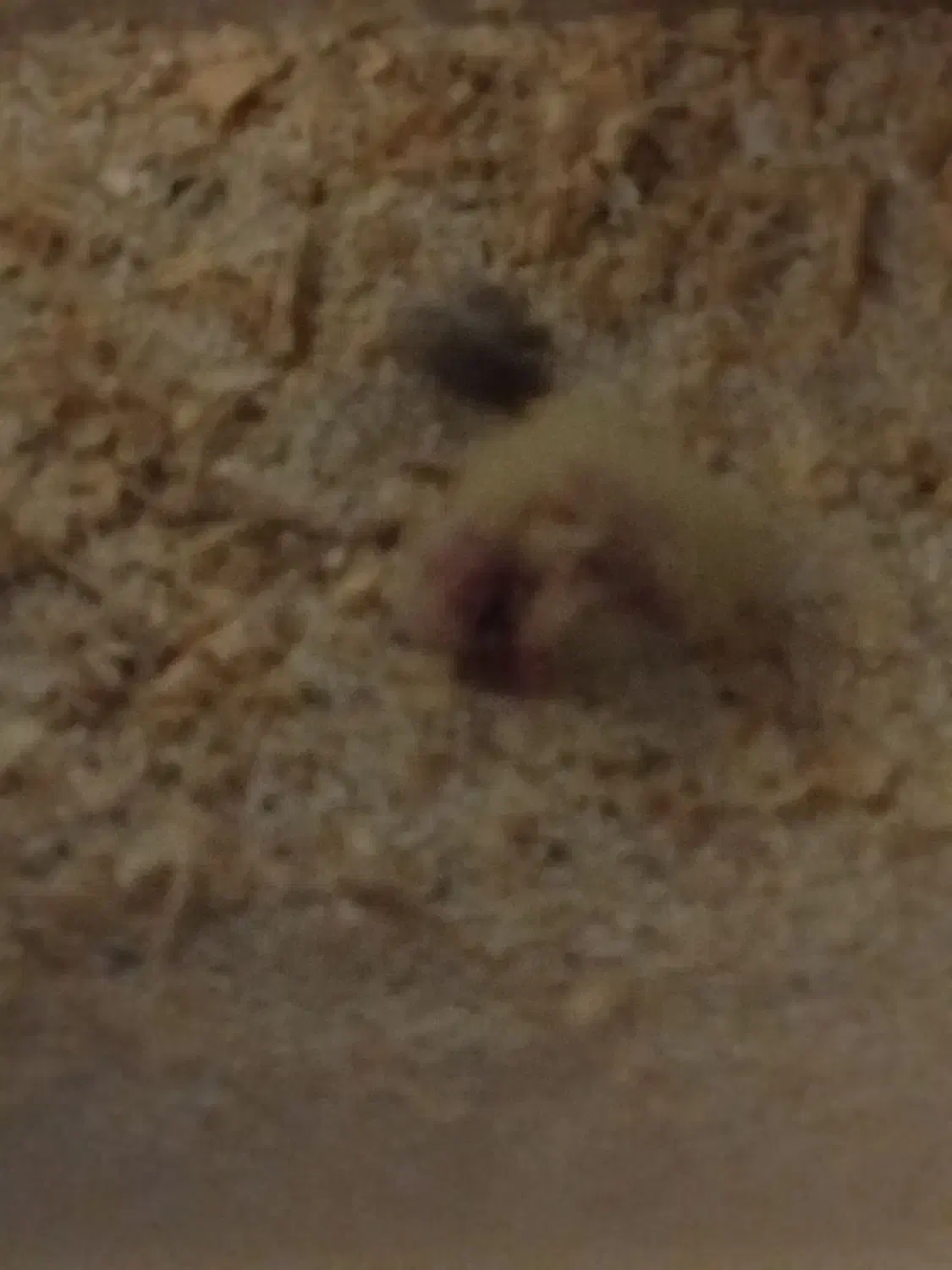 عروس هلندی ،مرغ عشق جفت|پرنده|ساوه, |دیوار