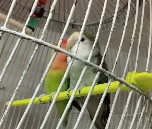 کوتوله برزیلی|پرنده|مشهد, عبادی|دیوار