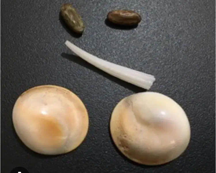 مهره های قدیمی کارکرده با همراهی دعا و سرکتاب|کلکسیون اشیاء عتیقه|مشهد, صیاد شیرازی|دیوار