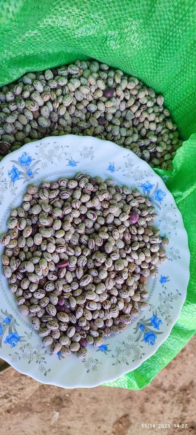 لوبیا چیتی و لوبیا قرمز|عمده‌فروشی|نظر کهریزی, |دیوار