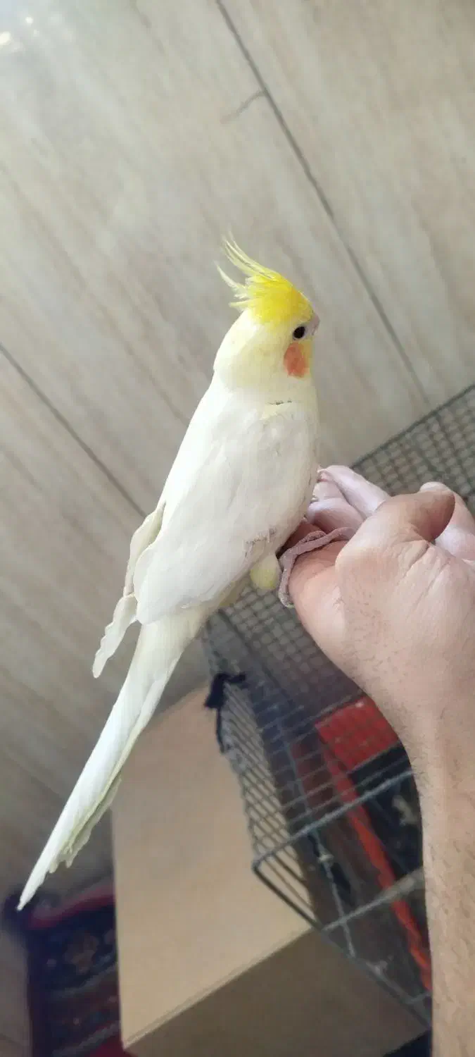 عروس هلندی ماده|پرنده|صباشهر, |دیوار