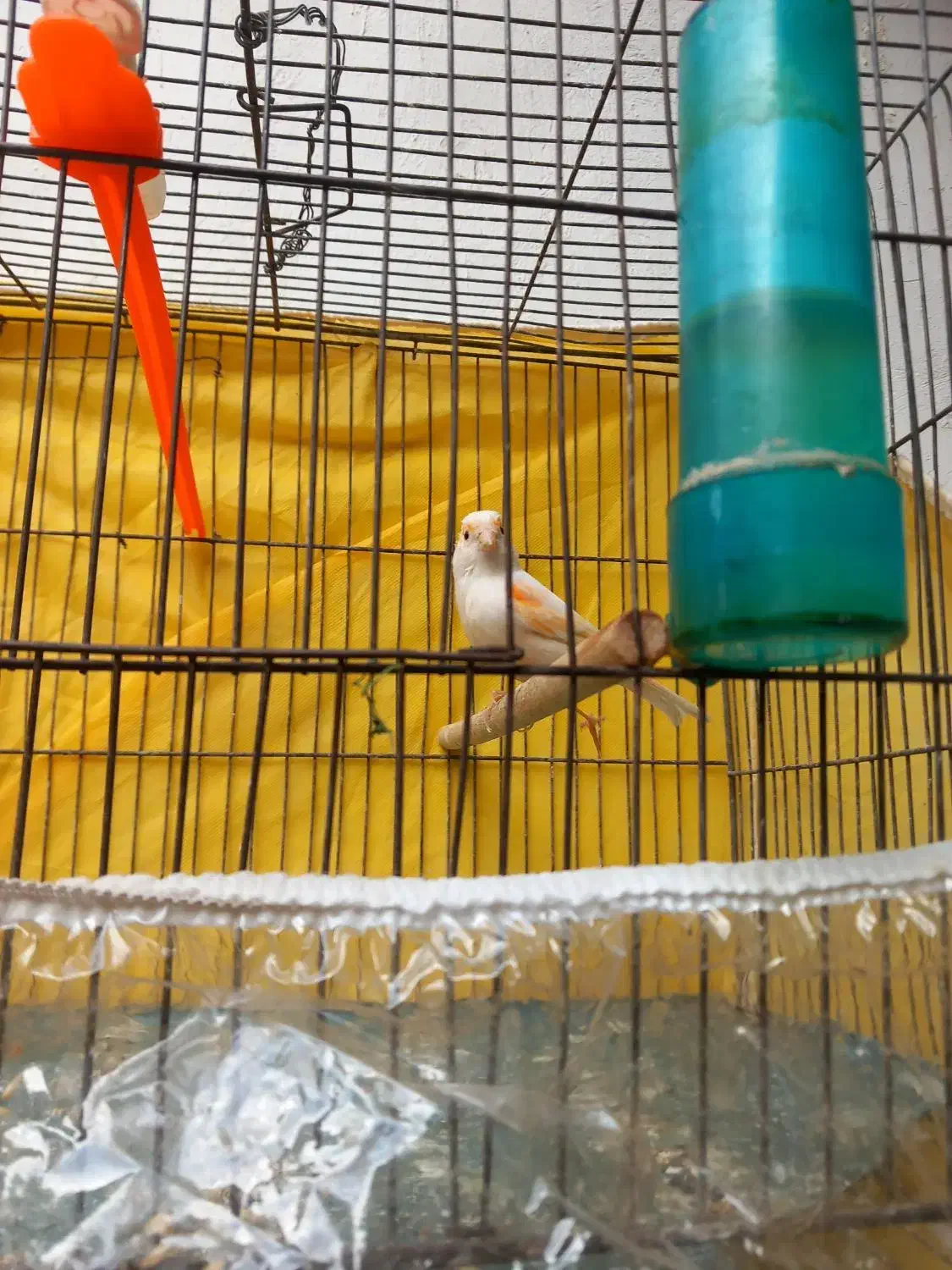 قناری مزایکی سرخ ماده اماده سهره خاکی قفس مهردار|پرنده|مشهد, شهید معقول|دیوار