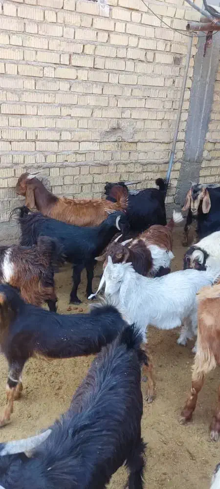 کهره چاق|حیوانات مزرعه|سیدان, |دیوار