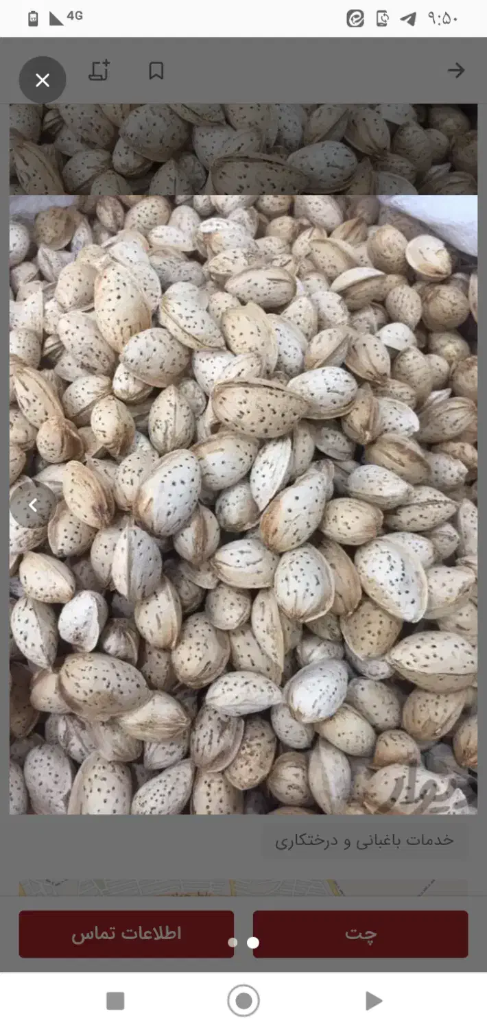 بادام پوست کاغذی محب|خوردنی و آشامیدنی|بن, |دیوار