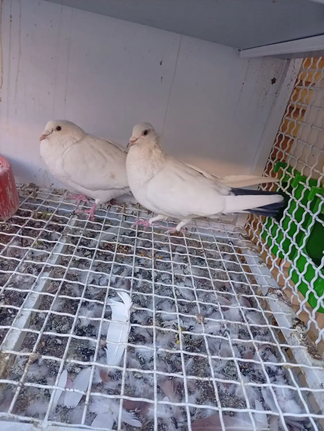 چند عدد کبوتر دورگ وپلاکی کمیاب آس|پرنده|لنجان, |دیوار