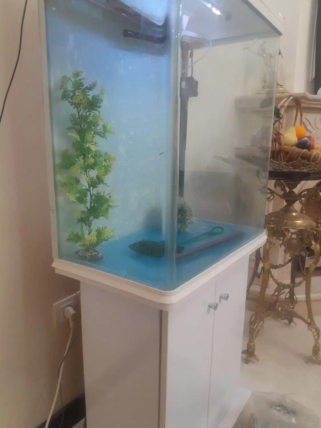 اکواریوم|ماهی|تهران, افسریه شمالی|دیوار