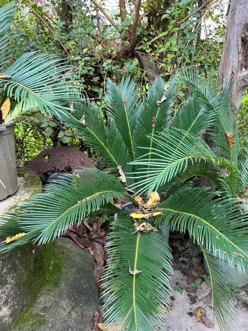 تعدادی سیکاس در سایز های متفاوت به فروش میرسد|گل و گیاه طبیعی|نوشهر, |دیوار