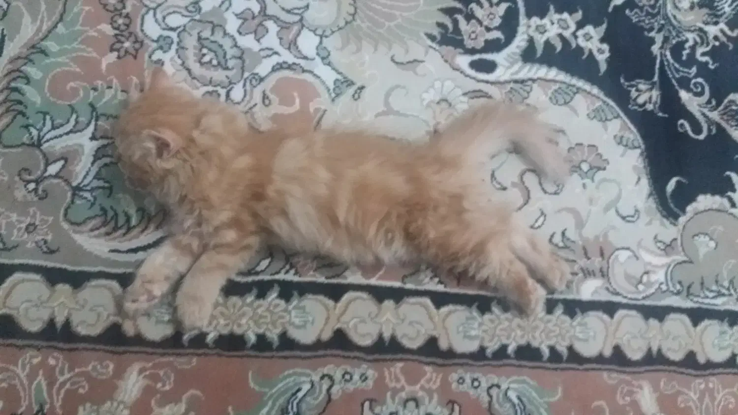 * گربه ماده *|گربه|سهند, |دیوار