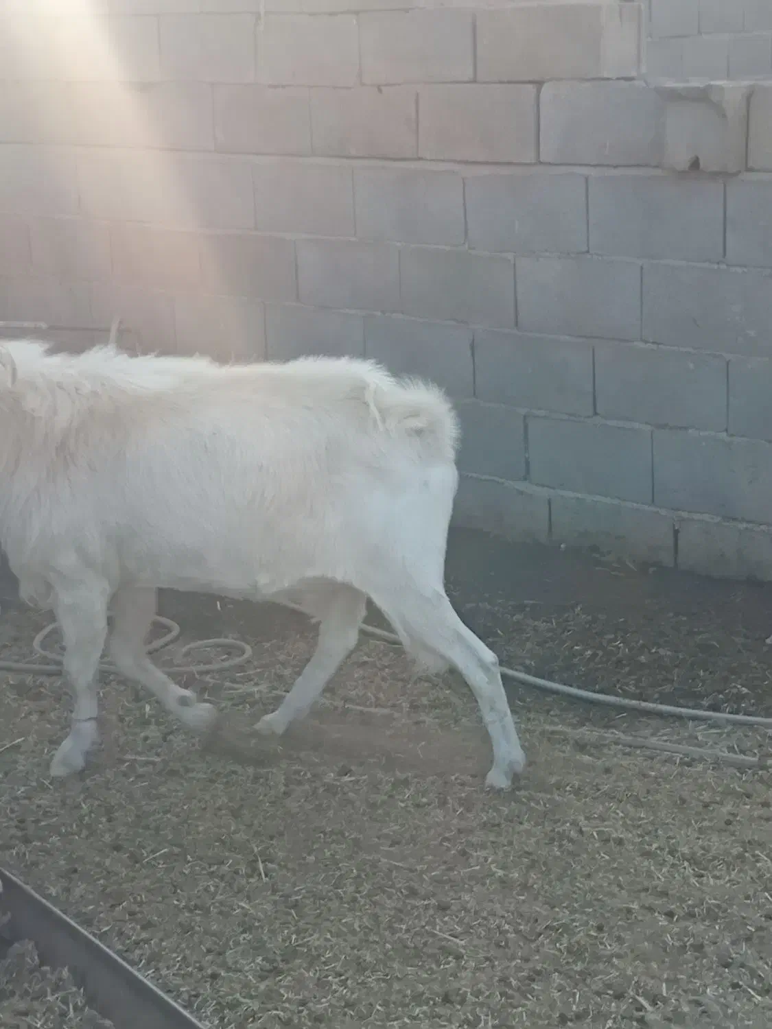 نربزسانن یک ساله|حیوانات مزرعه|جرقویه, |دیوار