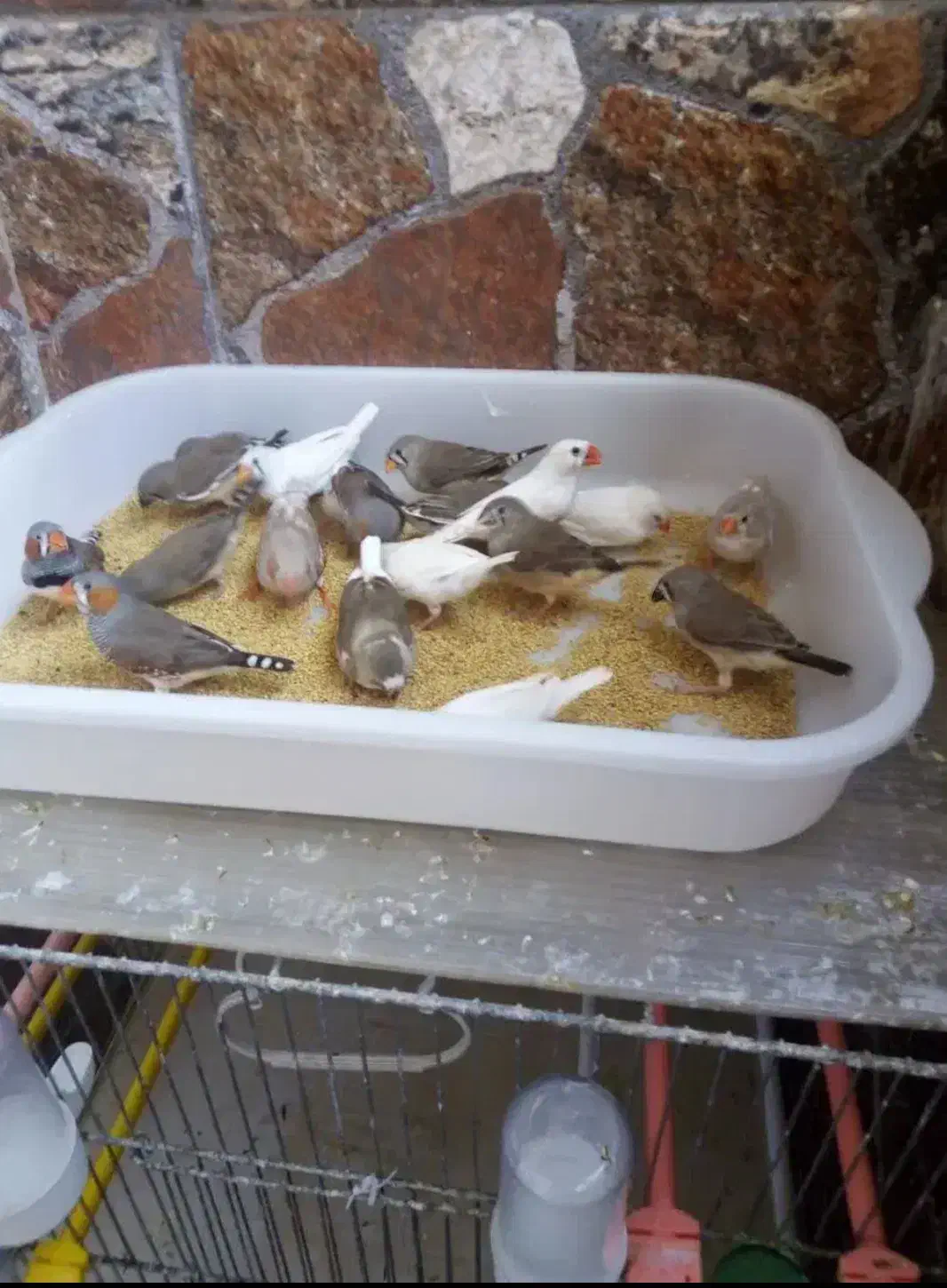 فنچ|پرنده|بندرعباس, |دیوار