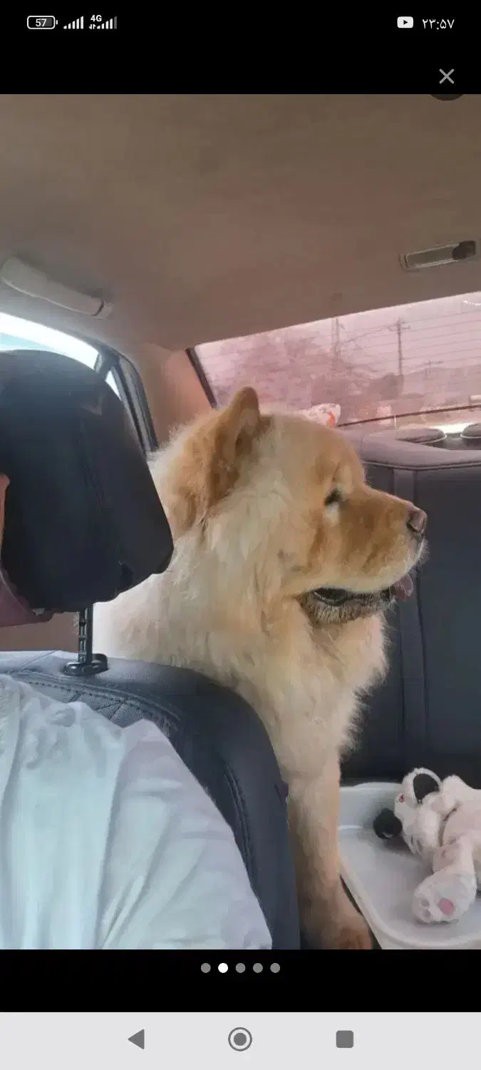 سگ چاو چاو اصل زبان بنفش دم پیچیده کینک سایز فی14|سگ|شیراز, ملاصدرا|دیوار