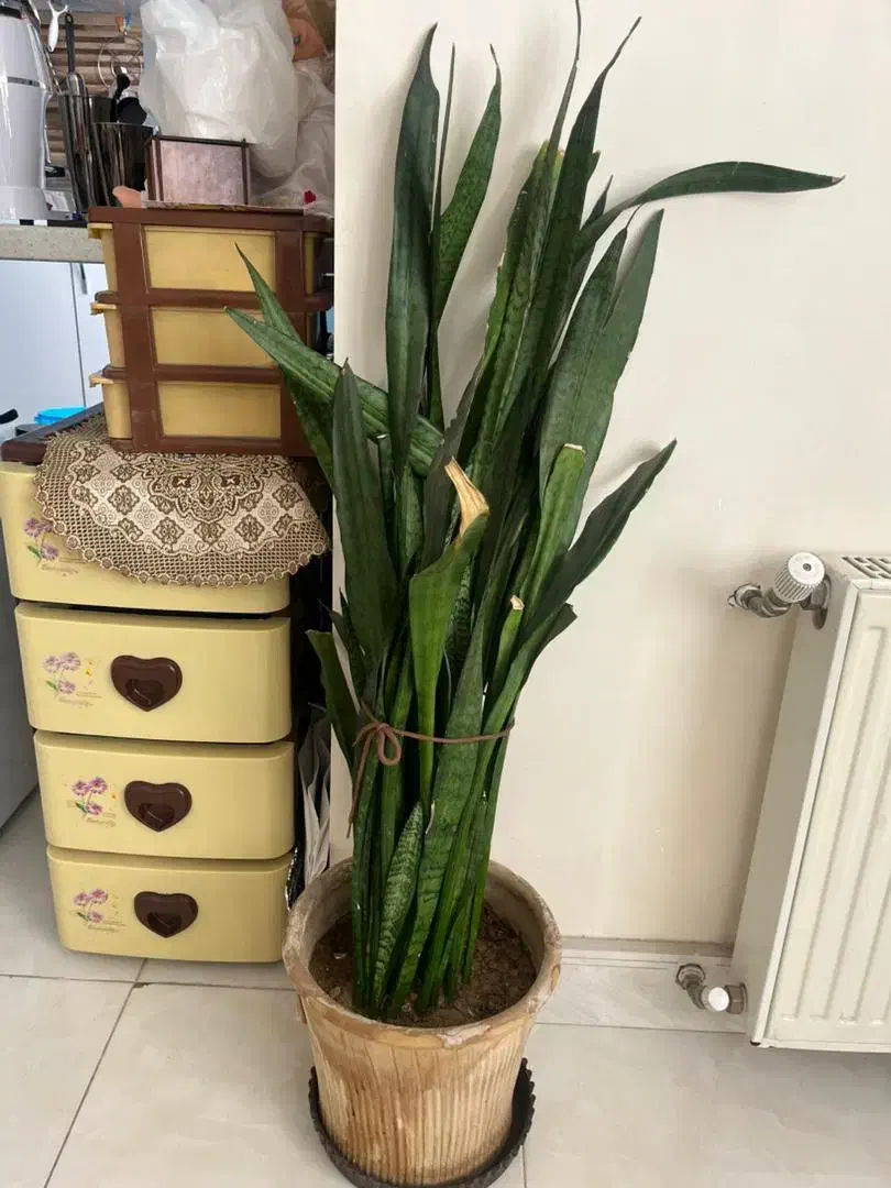 گل های شاداب|گل و گیاه طبیعی|شیراز, لاله|دیوار