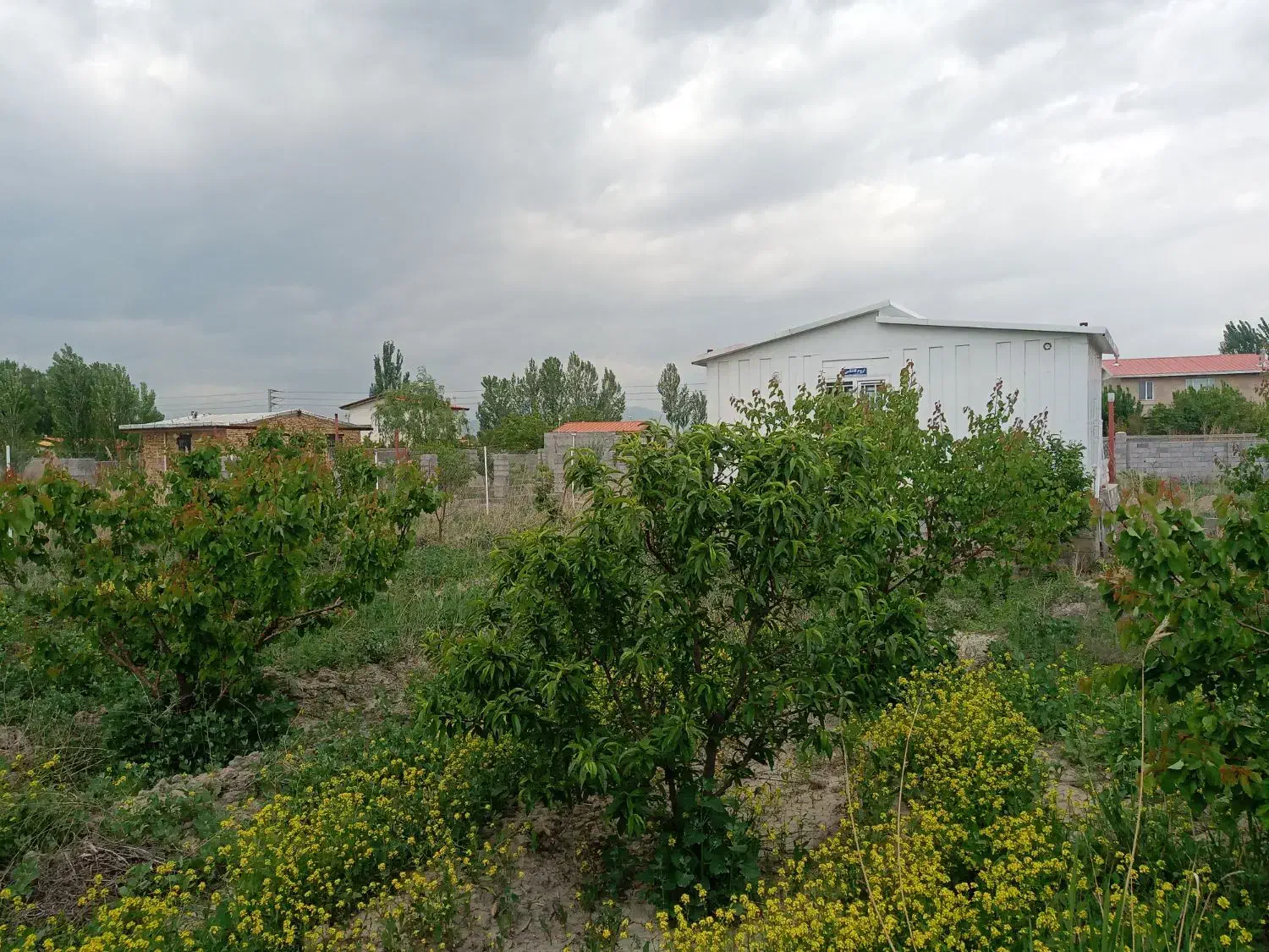 نهال بارده ۵ ساله|خدمات باغبانی و درختکاری|نوشین شهر, |دیوار