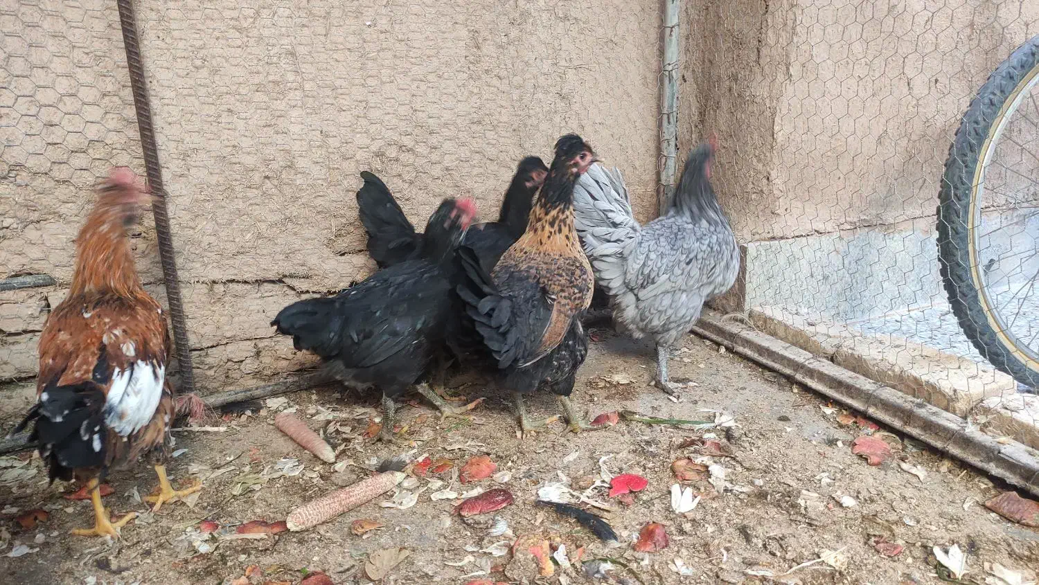 مرغ بومی|حیوانات مزرعه|حبیب آباد, |دیوار