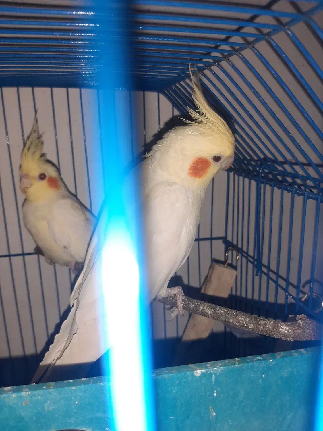 عروس هلندی نرو ماده به شرط|پرنده|سلمان‌شهر, |دیوار