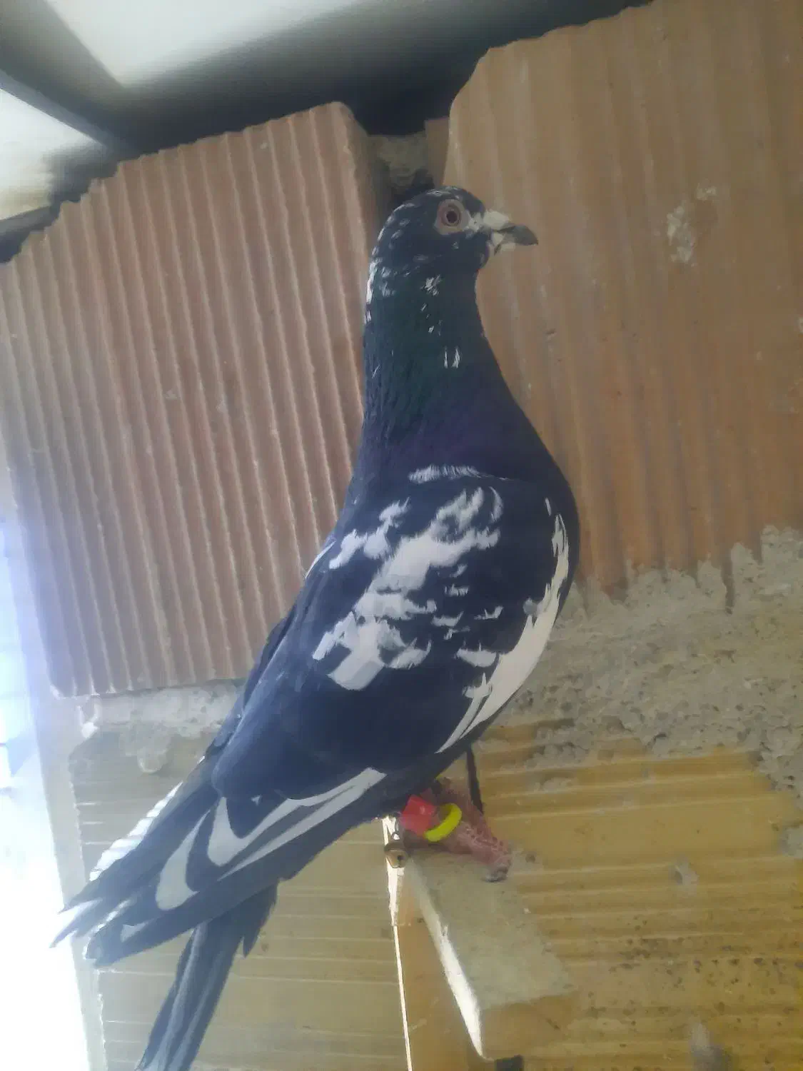 کبوتر|پرنده|شیروان (خراسان), |دیوار