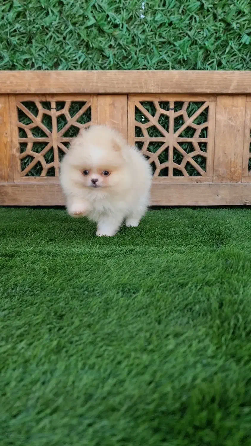 سگ خرسی|سگ|تهران, باغ فیض|دیوار