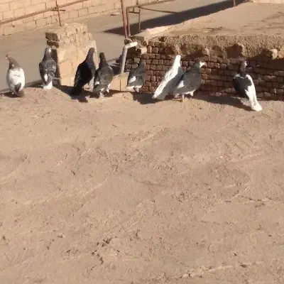 کبوتر ساده|پرنده|نیشابور, کوی حسینی|دیوار