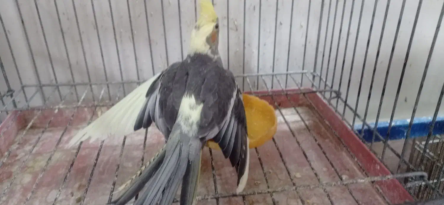 عروس هلندی|پرنده|قم, در بهشت|دیوار