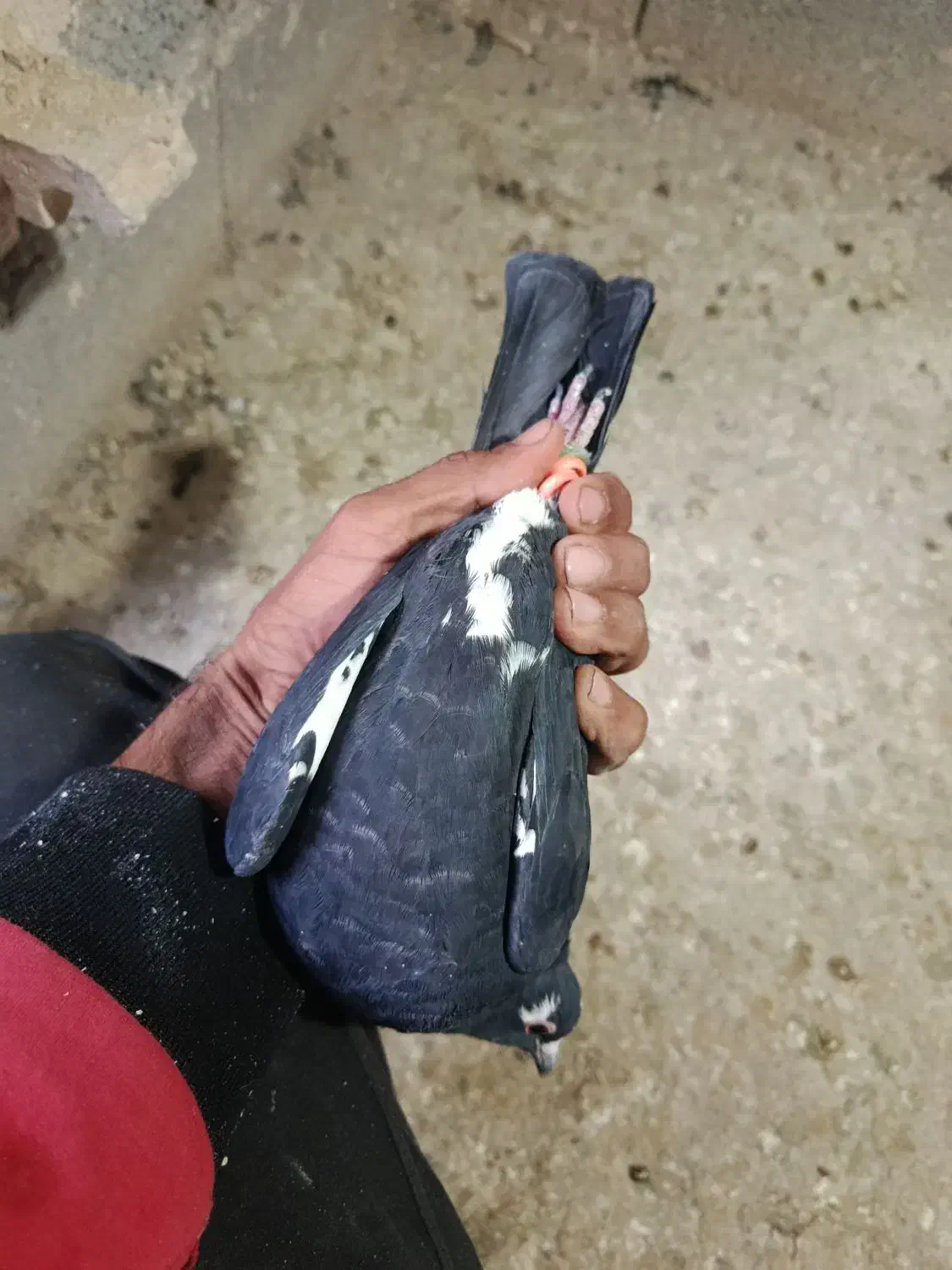 پلنگ فروشی|پرنده|بردسیر, |دیوار