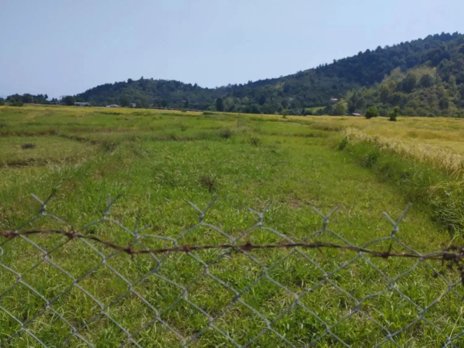 فروش زمین ۱۰۰۰ متری درلیسار تالش|فروش زمین و ملک کلنگی|لیسار, |دیوار