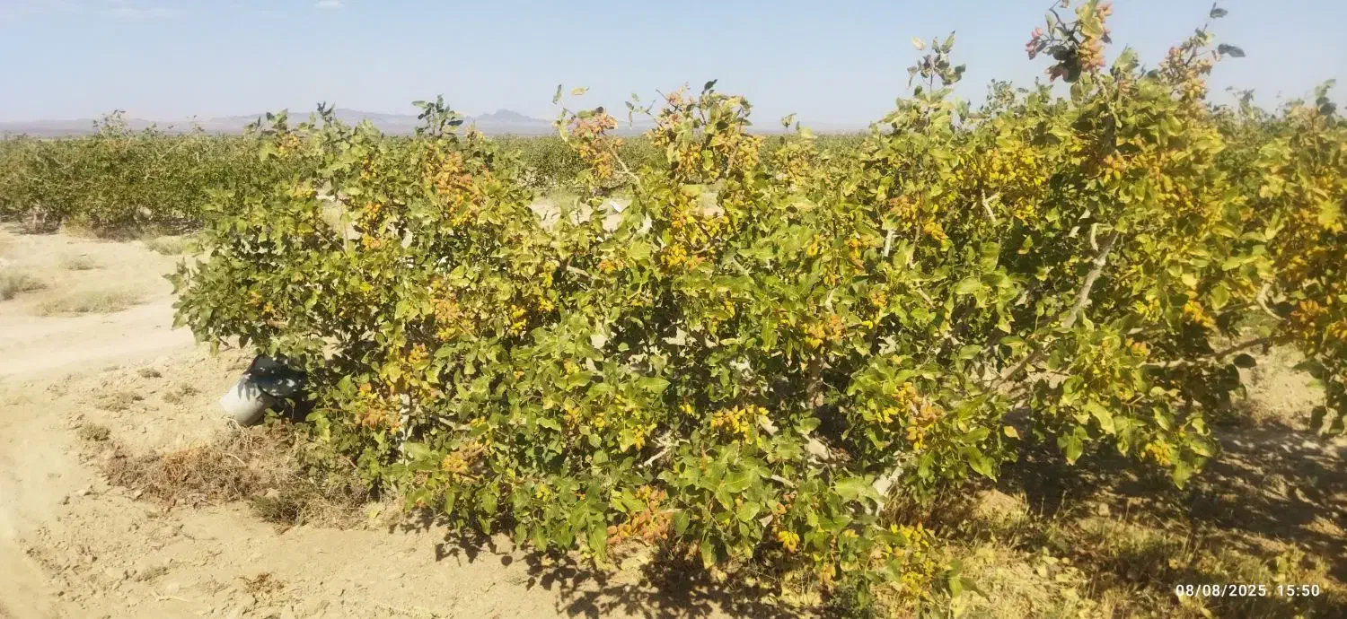 فروش زمین ۱ هکتار  فقط حبه ای 1500|فروش زمین و ملک کلنگی|مروست, |دیوار