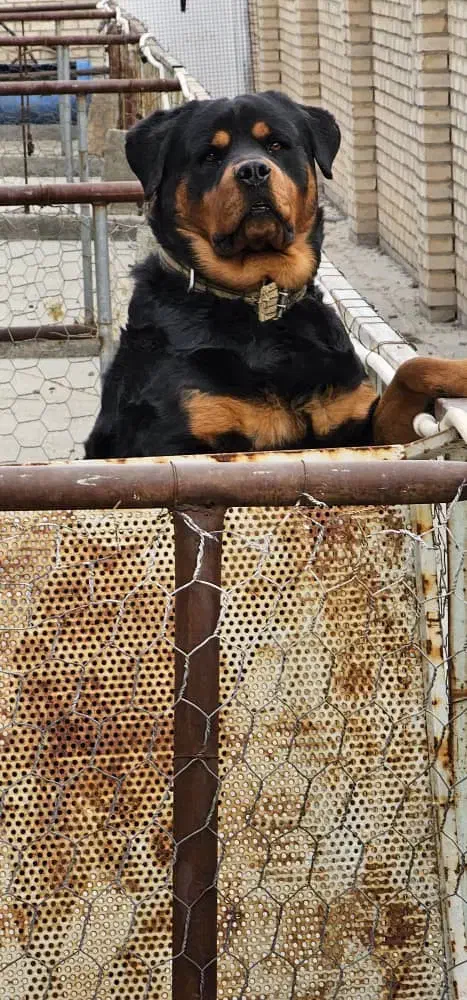 روتوایلراصیل|سگ|تهران, سنگلج (شاپور)|دیوار