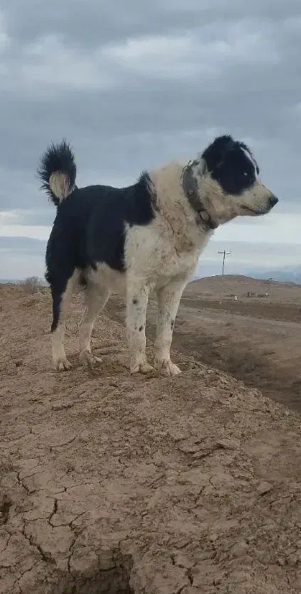 سگ نگهبان|سگ|آبکوه, |دیوار